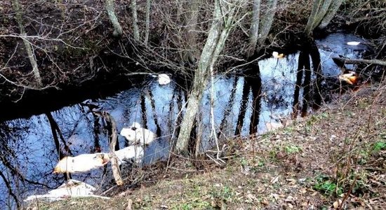 Jēkabpils novadā upē atrod maisus ar dzīvnieku atliekām