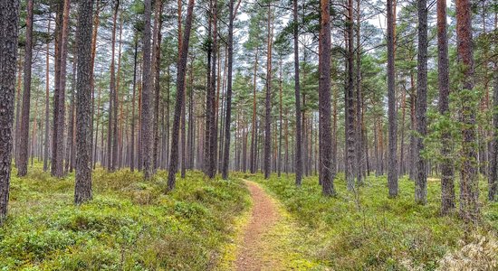 Pārgājienu maršruts nesteidzīgajiem – Rojas upes dabas taka