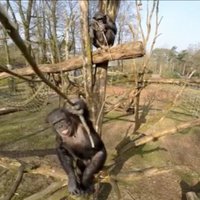 Video: Nīderlandē pērtiķis notriec dronu