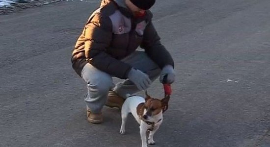 Miķelis Rēdlihs trenē savu Džeka Rasela terjeru Zorro