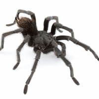 Jauna baisu zirnekļu suga nosaukta mūziķa Džonija Keša vārdā