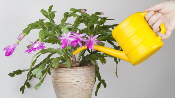 Ziemassvētku kaktuss, šlumbergera 