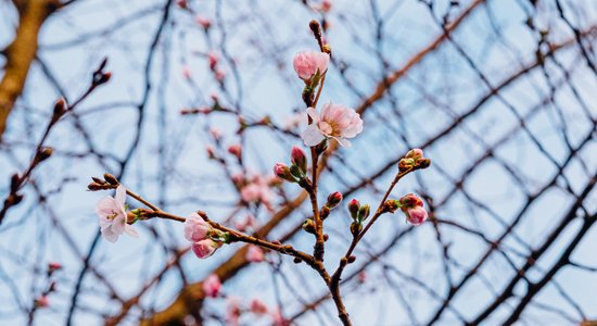 Foto: Uzvaras parkā uzziedējušas sakuras