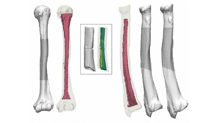 Kuriozs paleontoloģijā – 20 000 gadu senais Ušikavas cilvēks nemaz nav cilvēks