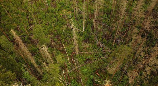 Лес восстановится - но не при нашей жизни? Что изменилось за шесть лет после "пожара века" под Талси
