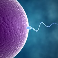 Kas notiek ar vīrieša spermu, turot savu partneri aizdomās par krāpšanu