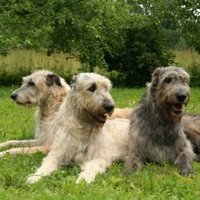 Великан собачьего мира: ирландский волкодав
