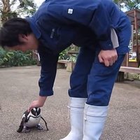 ВИДЕО: Трогательная любовь пингвина к работнику зоопарка