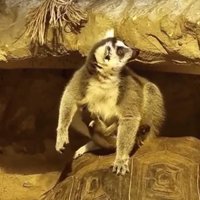 Rīgas Zoodārza lemuriem piedzimis mazulis
