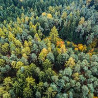 'Latvijas valsts meži' meklē partnerus apaļo kokmateriālu sortimenta ražošanai