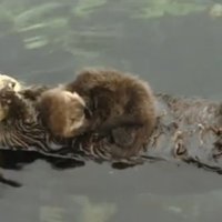 Aizkustinošs video: Mazs ūdrēns mīļojas uz mammas vēdera