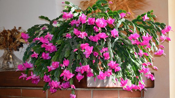 Ziemassvētku kaktuss, šlumbergera 