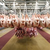 Латвия договаривается о создании в Европе особой зоны торговли свининой