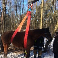 Ugunsdzēsēji Mangaļsalā izglābj savainotu zirgu