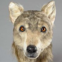 Ученые воссоздали морду собаки, обитавшей 4000 лет назад