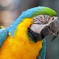 Женщина заказала в Камерунe попугаев: ни птиц, ни денег