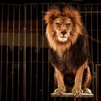 ПВС: Несмотря на запрет, дикие животные по-прежнему выступают в цирках