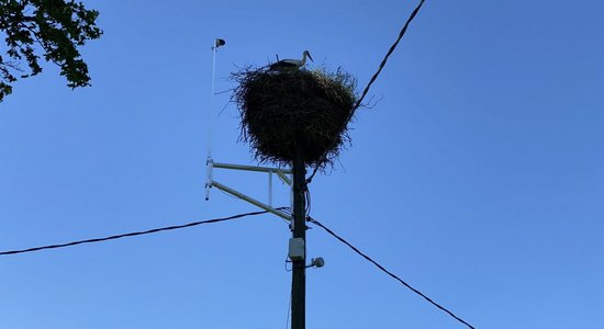 Skarbie dabas procesi: no balto stārķu Fāzes un Volta ligzdas izmet trīs mazuļus