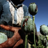 ANO: Afganistānā saražotā opija cenu augusi par 133%