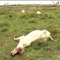 Video: Ekstrēmu laika apstākļu dēļ Bolīvijā mirst govis