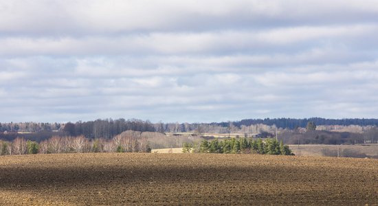 Ērgļiem šogad nepietiek peļu un varžu putnēnu barošanai, satraucas 'Latvijas Valsts meži'