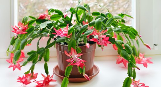 Koši ziedi adatu vietā – Ziemassvētku kaktuss un tā audzēšana