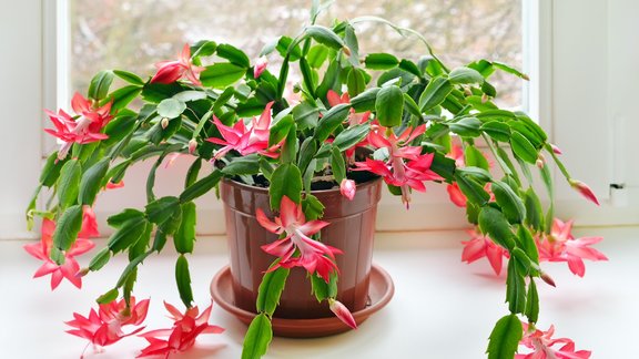 ziemassvētku kaktuss šlumbergera