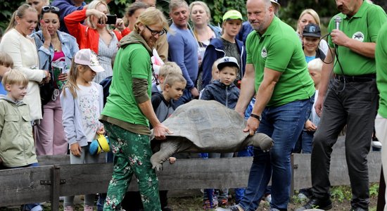 ФОТО: В Рижском зоопарке прозошло уже 20-е по счету взвешивание огромных черепах