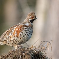 Latvijas ligzdojošo putnu populācijas samazinās 19 dienas putnu sugām