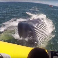 ВИДЕО: В Канаде огромный кит до смерти напугал туристов, проплыв под их лодкой