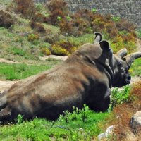 Pasaulē palikuši vien trīs ziemeļu baltie degunradži