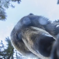 Foto: Ļoti ziņkārīgs lācis uzņem selfiju un nosiekalo fotoaparātu