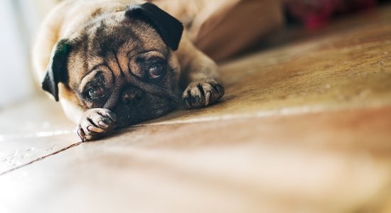 Septiņi veidi, kā tu neapzināti kaitē savam sunim