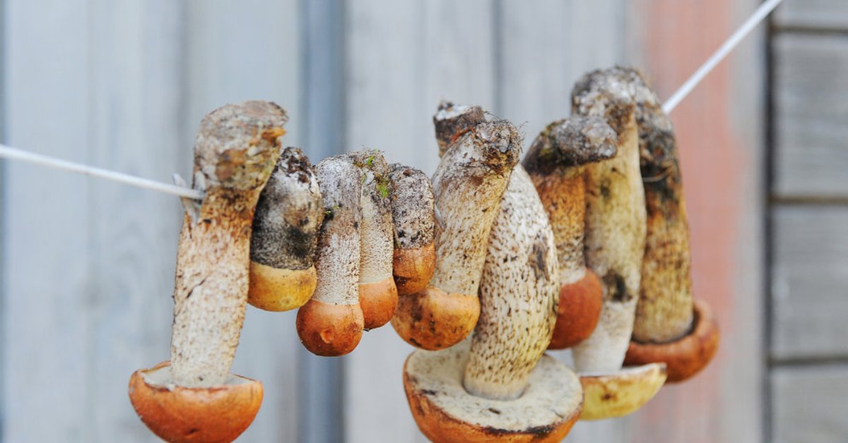 Грибы сушатся на веревке. Белые грибы сушеные. Суше ые на солнце грибы. Грибы сушатся на нитке. Шиитаке сушеные.