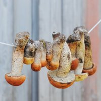 Фенолог: с середины октября будут дождь и град, а грибы предсказали холодную зиму