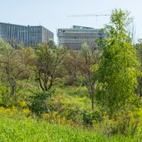 Jāuzlabo meliorācijas sistēma zem topošās LU studentu pilsētiņas, secina BVKB