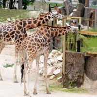 В Рижском зоопарке остался только один жираф, двое скончались