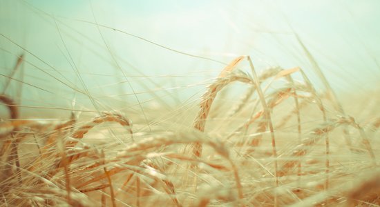Globālās pārtikas cenas joprojām augstas, Krievija turpina audzēt graudu eksportu