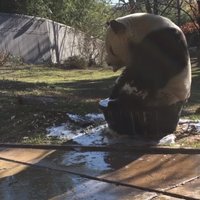 Mīlīgs video: Milzu panda plunčājas ūdens bļodā