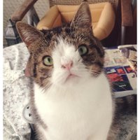 ФОТО: Кот с необычной внешностью покоряет интернет