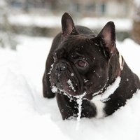 Video: 'Šļūcošais' buldogs bauda ziemas priekus