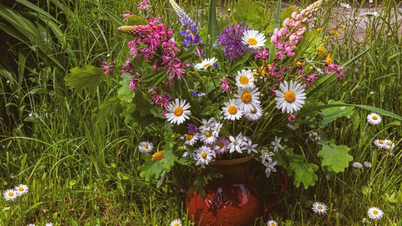 pļava puķes ziedi līgo jāņi vasara margrietiņas 