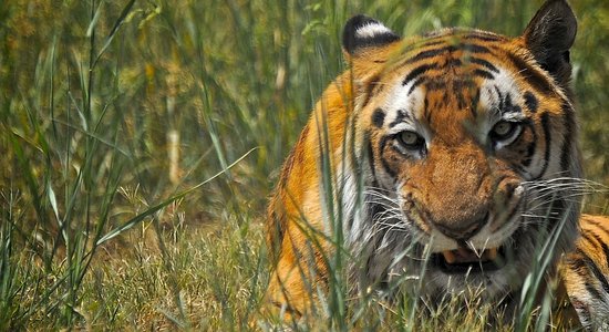 Video: Tīģeris saplosa vīrieti Deli zoodārzā