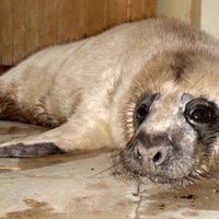 Rīgas Zoo nonācis pirmais šā gada ronēns; aicina roņu mazuļu laikā suņus pludmalē vest pavadā