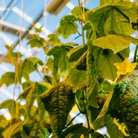 'Mārupes siltumnīcas' pārbūvēs siltumnīcu zaļo lapu salātu audzēšanai