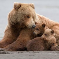 Dabas maigums: Lāču mamma un trīs bērniņi