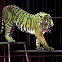 Комиссия Сейма одобрила использование в цирке рожденных в неволе животных