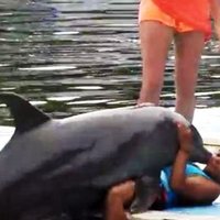 Uzbudināts delfīns cenšas pāroties ar sievieti