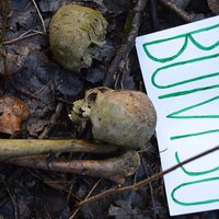 Foto: Līķu kauli un 'džungļi' – aculiecinieku pārsteidz postaža Buivīšu pilskalnā