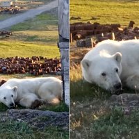 Московские ветеринары летят в Сибирь вытаскивать банку сгущенки из пасти белого медведя